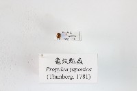 藏品(龜紋瓢蟲)的圖片