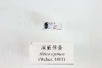 藏品(深藍葉蚤)的圖片