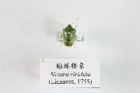 藏品(稻綠椿象)的圖片