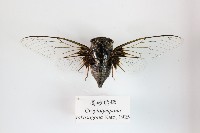 藏品(高砂熊蟬)的圖片