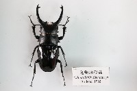 藏品(鬼艷鍬形蟲)的圖片