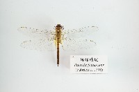 藏品(薄翅蜻蜓)的圖片