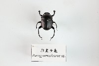 藏品(推糞金龜)的圖片