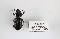 藏品(大黑艷甲)的圖片