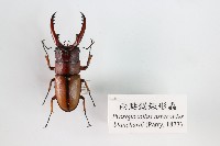 藏品(兩點鋸鍬形蟲)的圖片