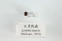 藏品(赤星瓢蟲)的圖片