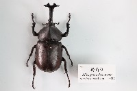 藏品(獨角仙)的圖片