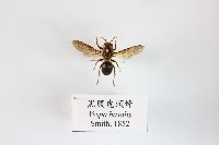 藏品(黑腹虎頭蜂)的圖片