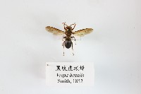 藏品(黑腹虎頭蜂)的圖片
