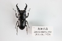 藏品(扁鍬形蟲)的圖片