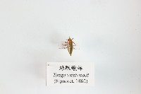 藏品(綠瓢蠟蟬)的圖片