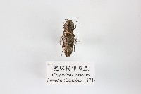 藏品(雙紋褐叩頭蟲)的圖片