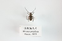 藏品(茶胡麻天牛)的圖片