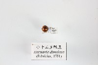 藏品(小十三星瓢蟲)的圖片
