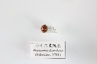 藏品(小十三星瓢蟲)的圖片