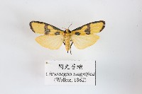 藏品(閃光苔蛾)的圖片