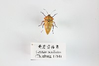 藏品(黃盾背椿象)的圖片