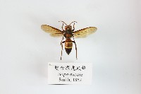 藏品(雙金環虎頭蜂)的圖片