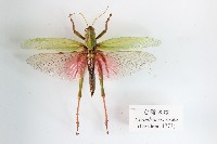 藏品(臺灣大蝗)的圖片