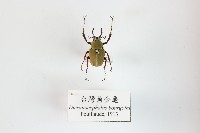 藏品(臺灣角金龜)的圖片