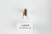 藏品(扁頭蟋蟀)的圖片