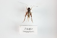 藏品(眉紋蟋蟀)的圖片