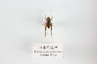 藏品(恆春鬥蟋蟀)的圖片