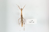 藏品(刀螳)的圖片