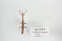 藏品(魏氏奇葉螳)的圖片
