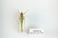 藏品(切葉糙頸螽)的圖片