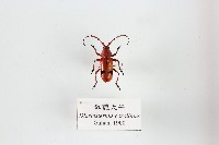 藏品(紅艷天牛)的圖片