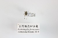 藏品(臺灣姬長腳金龜)的圖片