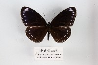 藏品(斯氏紫斑蝶)的圖片