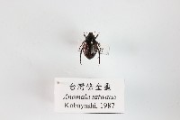 藏品(臺灣條金龜)的圖片