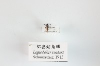 藏品(紹德錨角蟬)的圖片