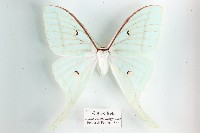 藏品(長尾水青蛾)的圖片