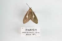 藏品(圓端擬燈蛾)的圖片