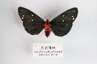 藏品(烏麗燈蛾)的圖片