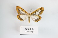 藏品(豹紋尺蛾)的圖片