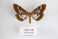 藏品(豹紋尺蛾)的圖片