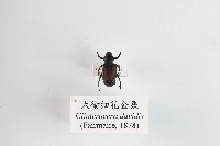 藏品(大衛細花金龜)的圖片