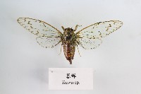 藏品(暮蟬)的圖片