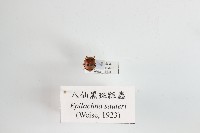 藏品(八仙黑斑瓢蟲)的圖片