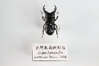 藏品(臺灣肥角鍬形蟲)的圖片