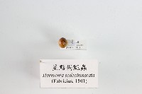 藏品(星點褐瓢蟲)的圖片