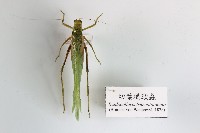 藏品(切葉糙頸螽)的圖片