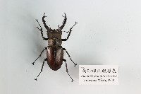 藏品(高砂深山鍬形蟲)的圖片