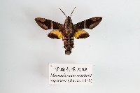 藏品(背線長喙天蛾)的圖片