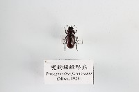 藏品(雙鉤鋸鍬形蟲)的圖片