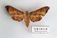 藏品(臺灣六點天蛾)的圖片
